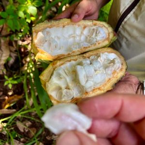 Cacao